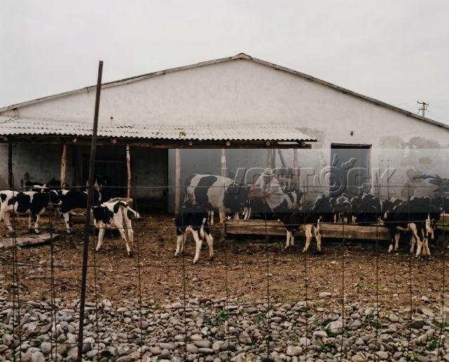 Абдулладжан, или Посвящается Стивену Спилбергу (1991)