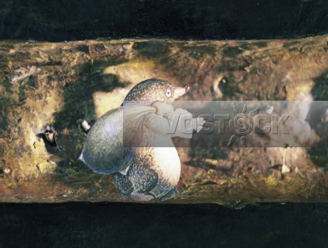 Крот и Заяц (1978)