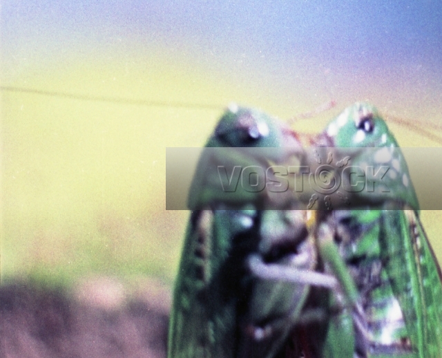 Вот так чемпионы! (1971)