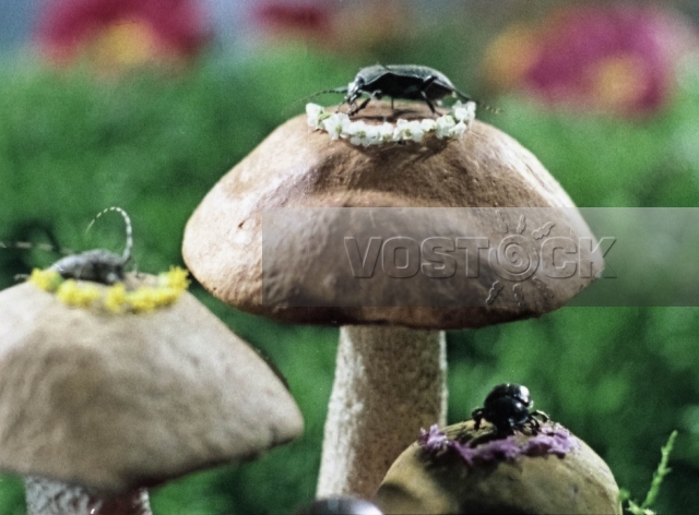 Вот так чемпионы! (1971)