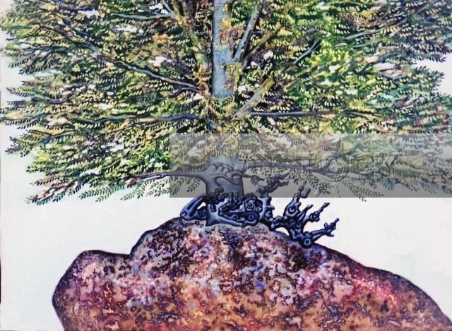 Высохший бук (1980)